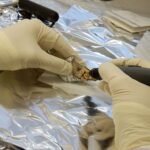 Recent Dinosaur Discoveries: Filling Gaps in the Fossil Record