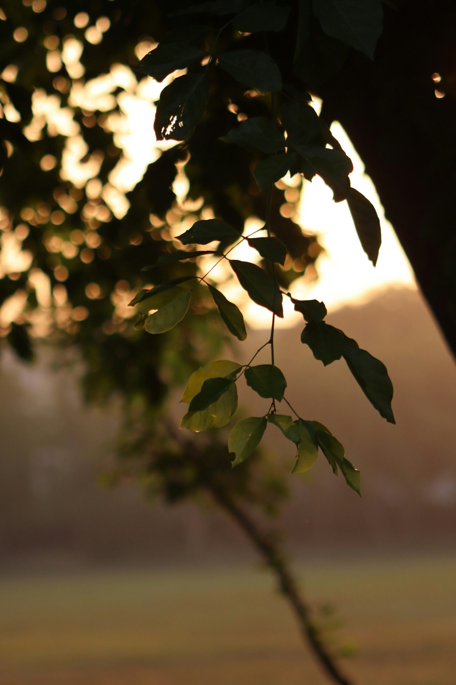 a tree branch with leaves in the foreground and a field in the background
