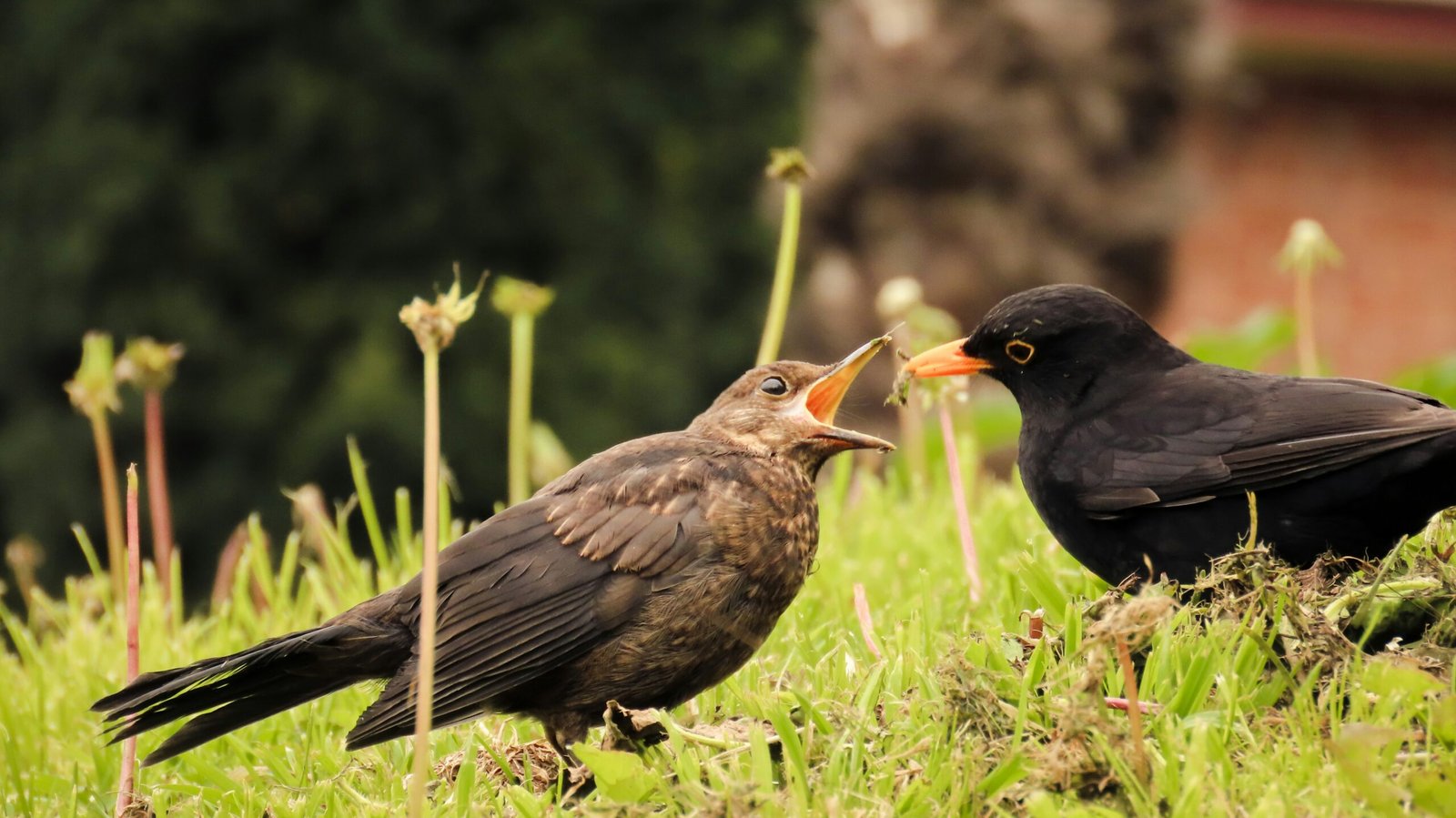 A couple of birds standing on top of a lush green field