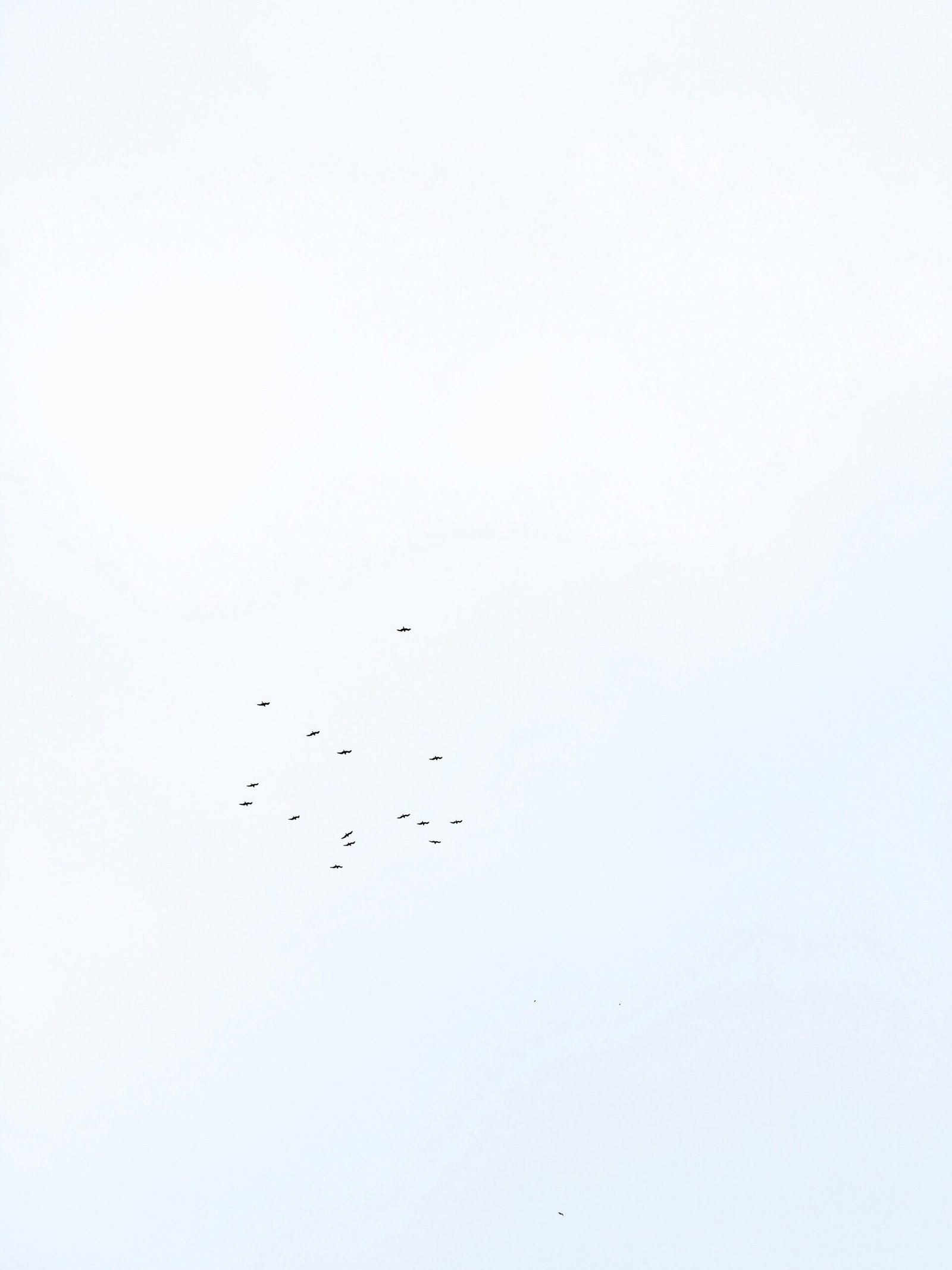 flying bird under clear skies